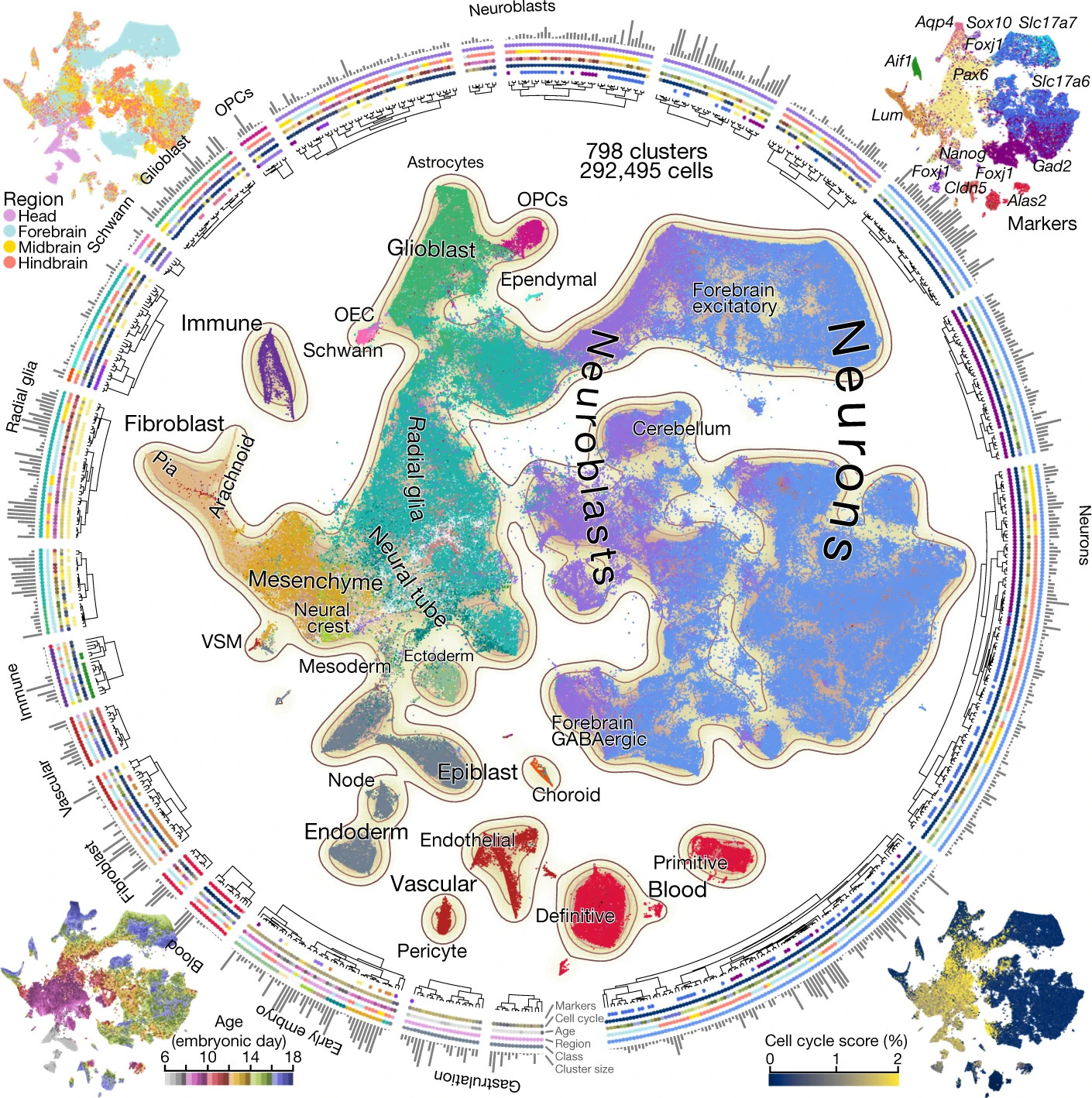 Single-cell graph with similarities with a map