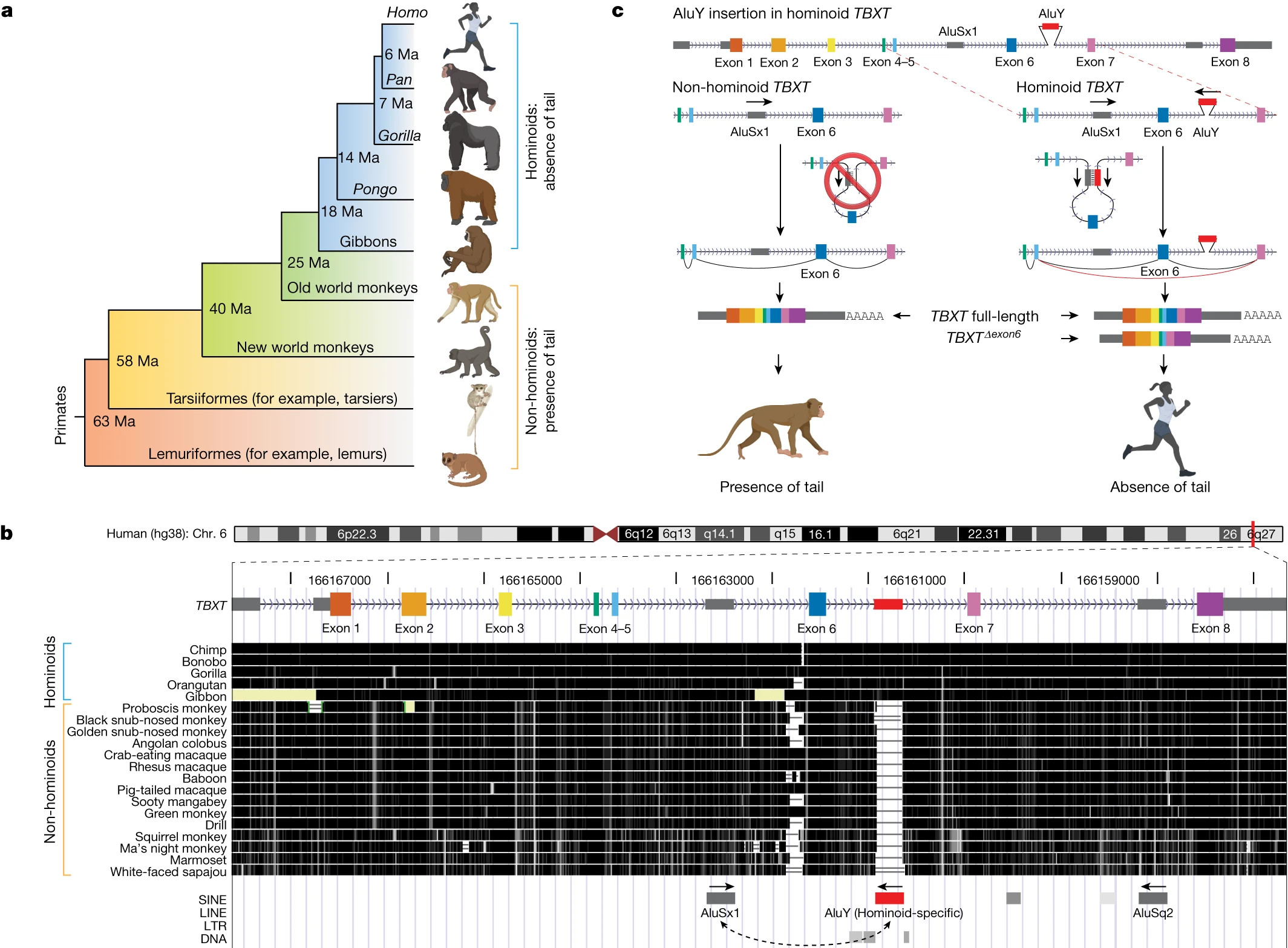 Three graphs showing evolutionary relationships of primates regarding the tail gene.