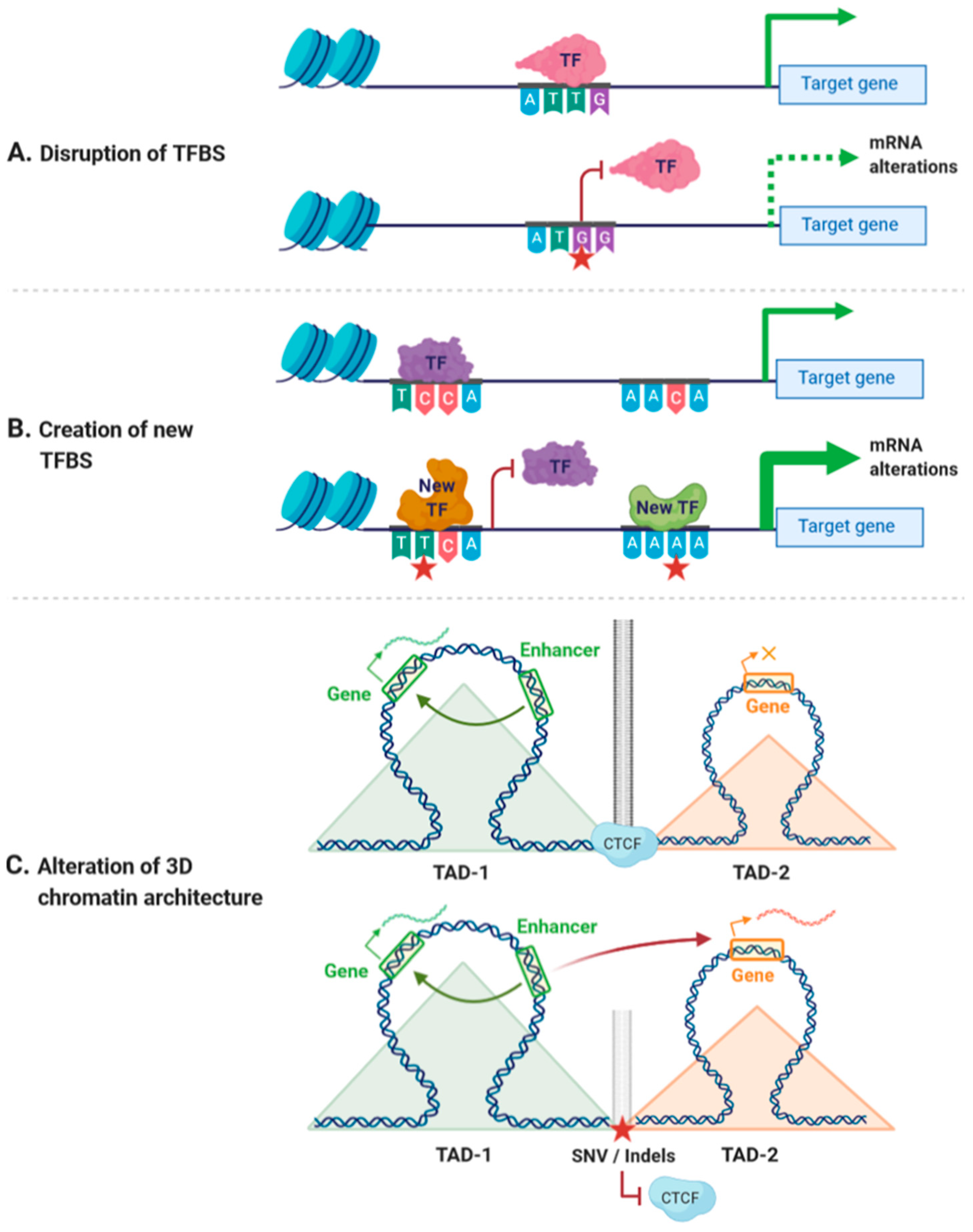 Figure from Pérez-Agustín, Pinsach-Abuin, and Pagans (2020) showing the impact of cis-non-coding variants on the mRNA.