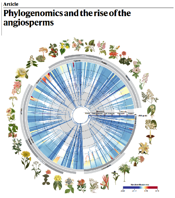 Lexanomics Blog - Phylogenomics and the rise of the angiosperms