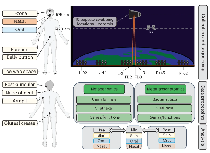 Experimental design for the study, from Tierney et al. (2024).