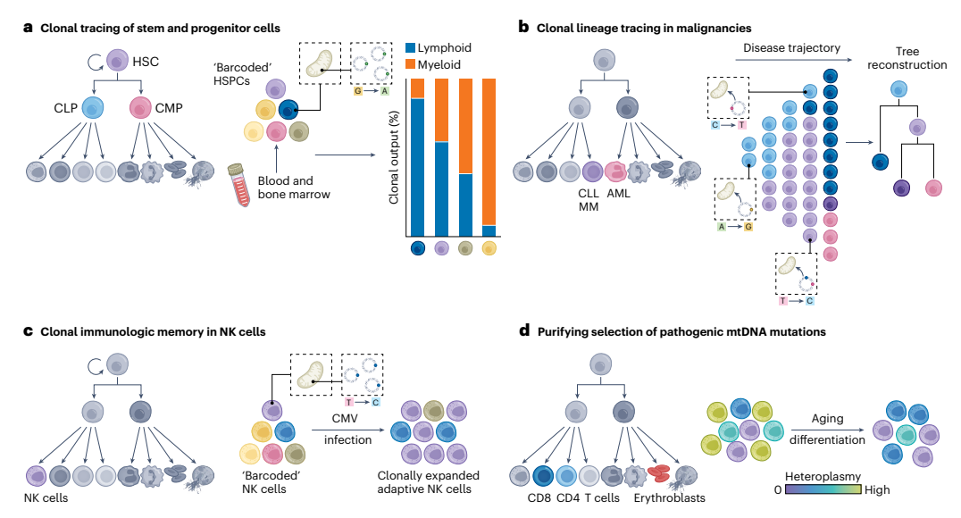 New insights emergerging from single-cell mtDNA.