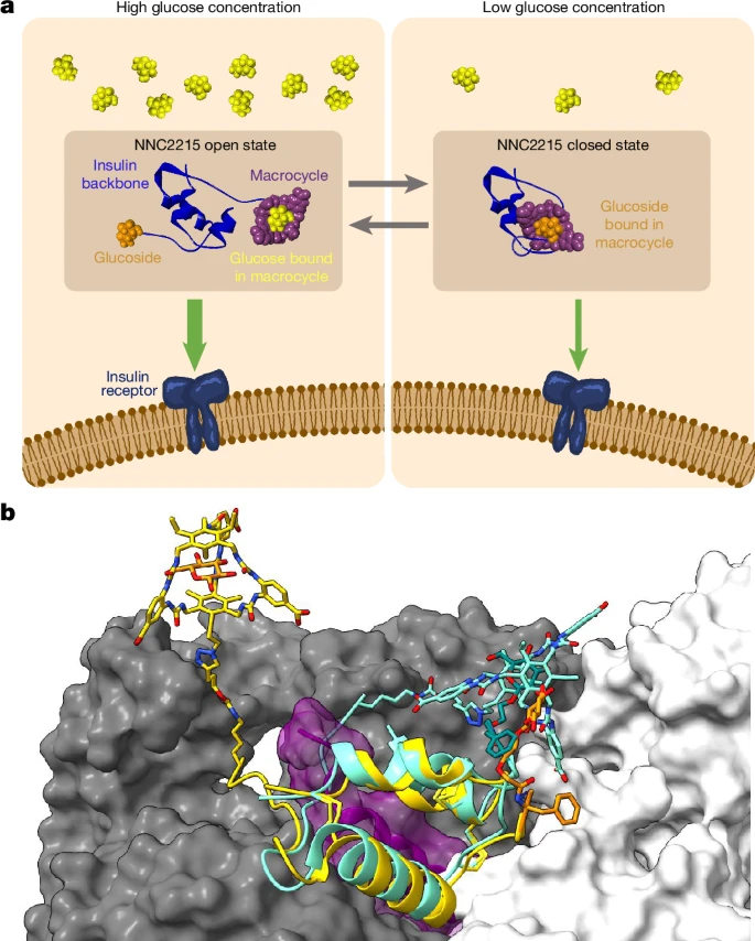 Mechanism of action for the glucose–sensitive insulin molecule. Illustration from Sacks (2024)